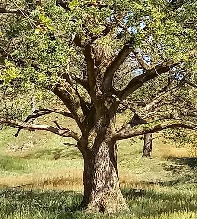 Onder De Eik * Ermelo