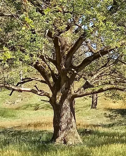 Onder De Eik * Ermelo